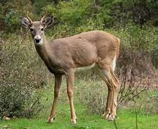 Image result for Megaloceros Deer