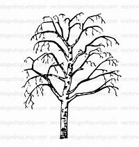 Image result for Curved Birch Tree Clip Art