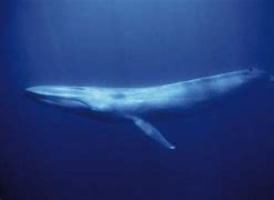 Image result for Adult Blue Whale