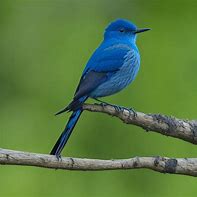 Image result for Bird On Branch with White Flowers