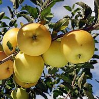 Image result for Dragon around Golden Apple Tree