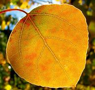 Image result for Stock Image of Aspen Leaf