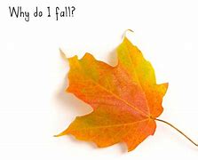 Image result for One Leaf Falling Down From a Tree