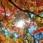 Image result for Aspen Tree Fall Background Wallpaper