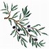 Image result for Olive Branch Curved