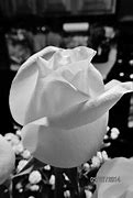 Image result for Taccia Pale Rose