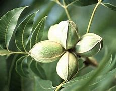 Image result for Pecan Bonsai Tree