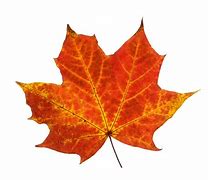 Image result for Single Fall Leaf