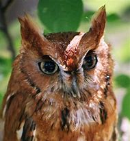 Image result for Brown Eastern Screech Owl