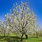 Image result for 5 FT Cherry Tree