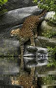 Image result for Jaguar Graphics