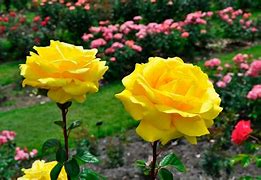 Image result for Bright Yellow Roses