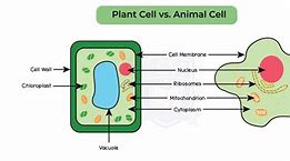 Image result for Botany Chart Zoology Plant Cell