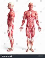 Image result for Male Side View Flank Anatomy