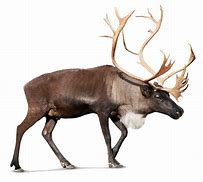 Image result for Christmas Moose Clip Art