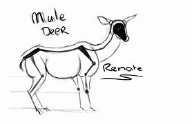 Image result for Sketches of Mule Deer