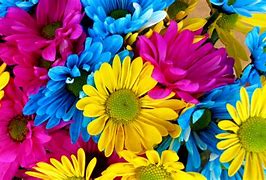 Image result for Bright Colored Flowers