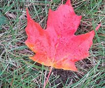 Image result for Single Fall Leaf