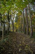 Image result for Pile of Autumn Leaves