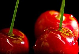 Image result for Wild Black Cherry Tree Prunus Serotina