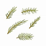 Image result for Pine Tree Leaves Vector