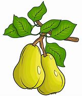 Image result for 2 Pears Clip Art