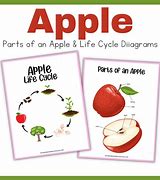 Image result for Apple Tree Life Cycle Worksheet for Kids