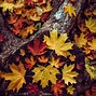 Image result for Maple Leaf Template