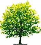 Image result for Vector Tree Branch Coloring