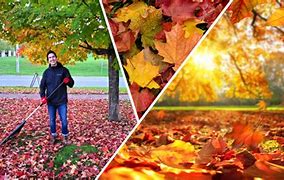 Image result for Raking Leaves 100 Years Ago