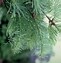 Image result for Types of Live Christmas Trees