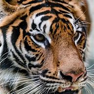 Image result for Rainforest Animals Bengal Tiger