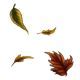 Image result for Falling Leaves Graphic