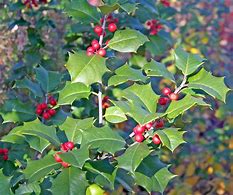 Image result for Holly Leaf Coloring Page