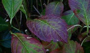 Image result for Purple Leaves with Yellow Flowers