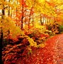 Image result for Free Fall Backgrounds Autumn Trees