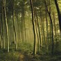 Image result for Enchanted Forest Mystical