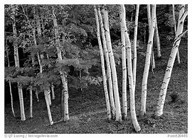 Image result for Vermont Birch Trees