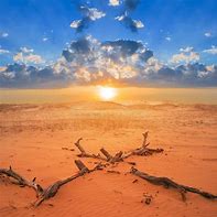 Image result for Black Tree Branch Desert and Sea