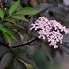 Image result for Cherry Blossom Shrub