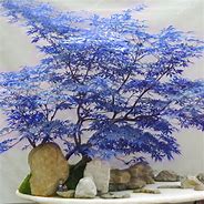 Image result for Blue Japanese Maple