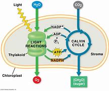 Image result for Photosynthesis in Cell Diagram