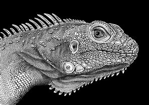 Image result for awesome pen drawing animals