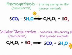 Image result for Photosynthesis Equation Diagram