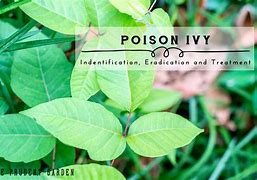 Image result for Poison Ivy Medication