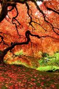 Image result for Weeping Chinese Willow Tree