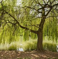 Image result for Willow Tree Figurine with Cardinal