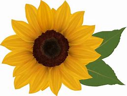 Image result for Sunflower Clip Art Transparent Background