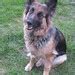 Image result for German Shepherd Dog Coloring Pages