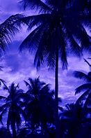 Image result for Palm Frond Silhouette